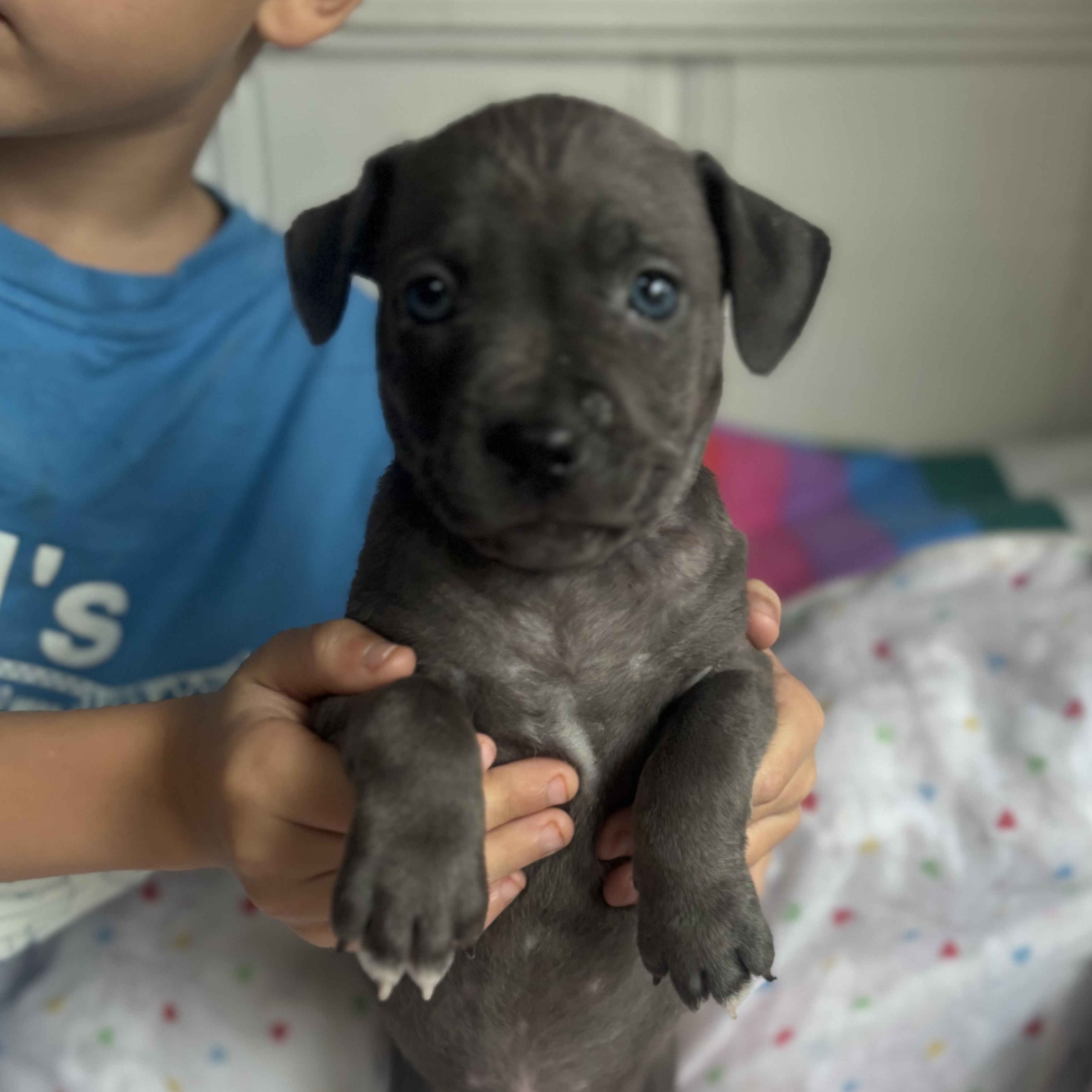 Enlarge Darla Rascals - Local Sweetheart, a Adoptable mixed breed in Andover, MA image 1/4