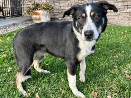 Enlarge Artemis, a Adoptable mixed breed in Yakima, WA image 2/3