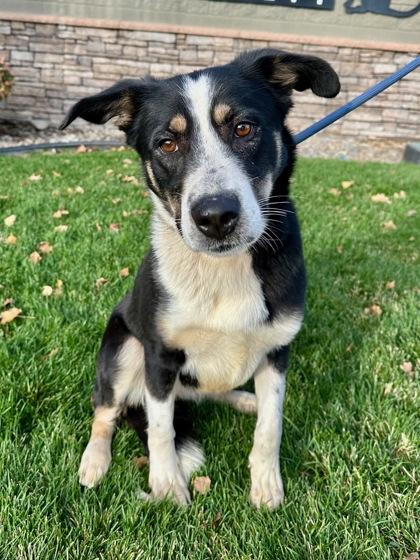 Enlarge Artemis, a Adoptable mixed breed in Yakima, WA image 3/3