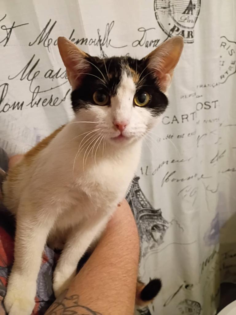 Enlarge Magnolia, a Adoptable mixed breed in Russellville, KY image 1/1