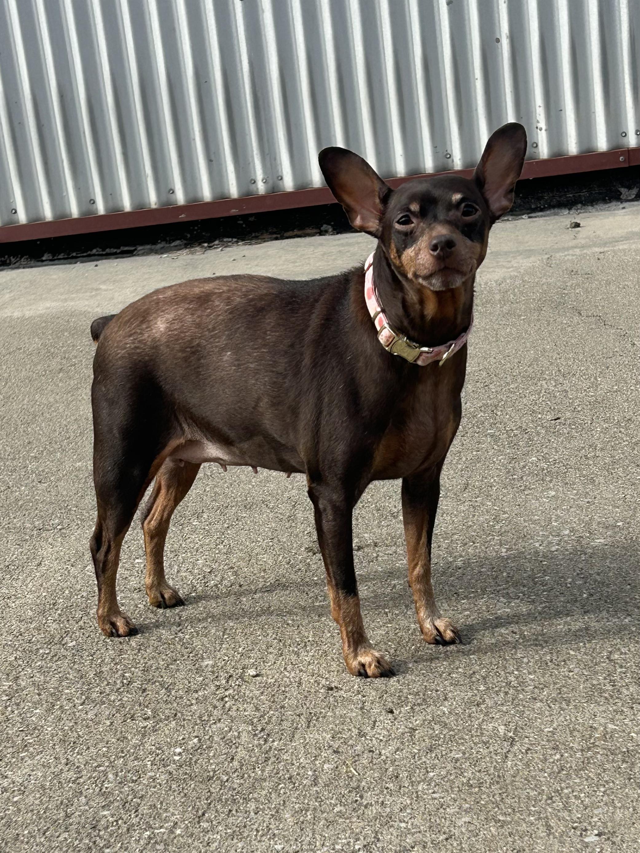 Rosie, ADOPTABLE, Young Female Miniature Pinscher.