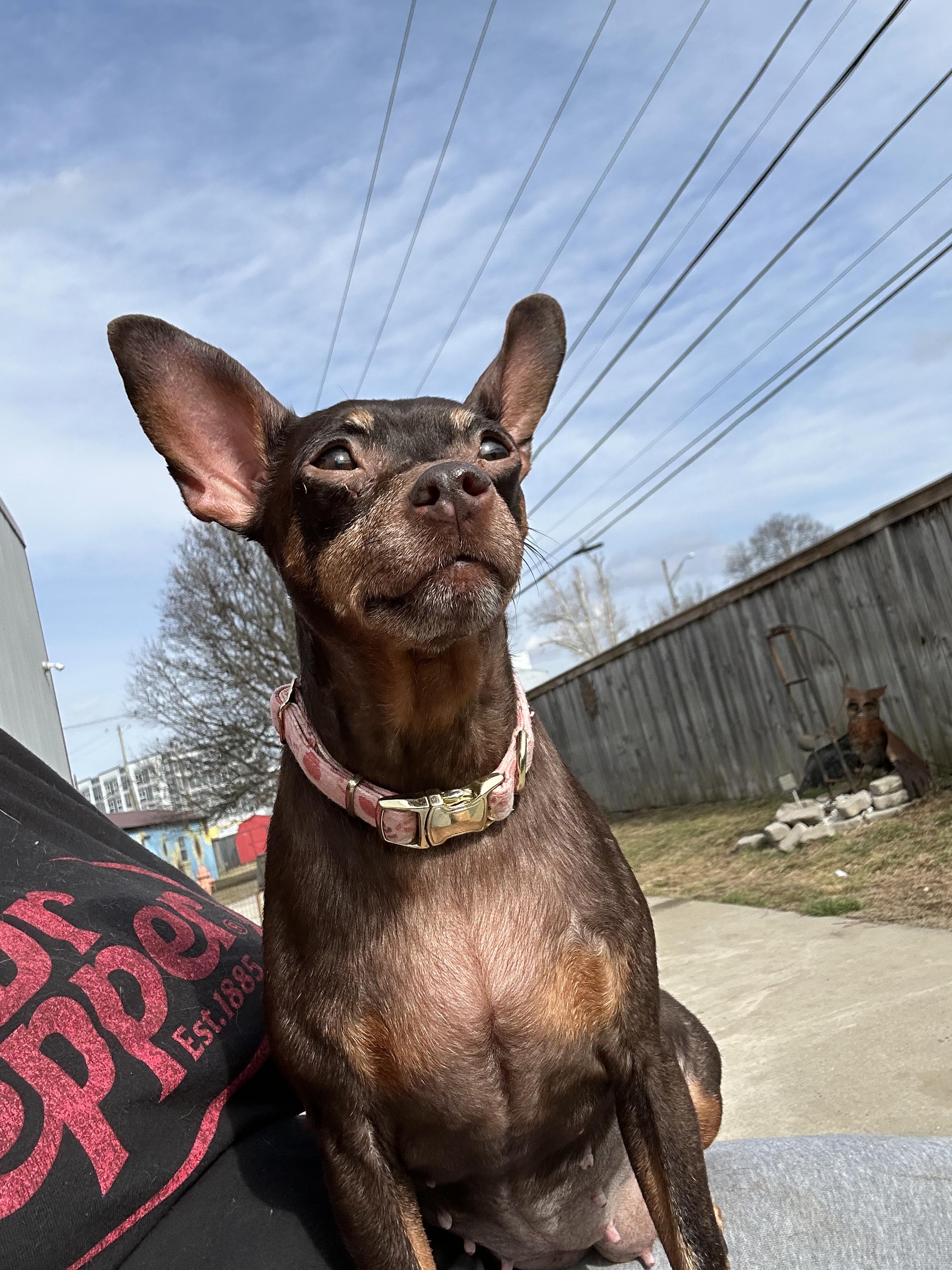 Enlarge Rosie, a ADOPTABLE Miniature Pinscher in Lexington, KY image 2/3