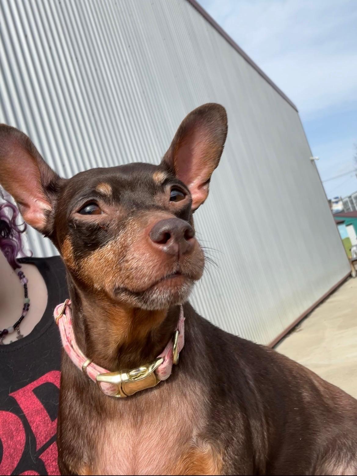 Enlarge Rosie, a ADOPTABLE Miniature Pinscher in Lexington, KY image 3/3