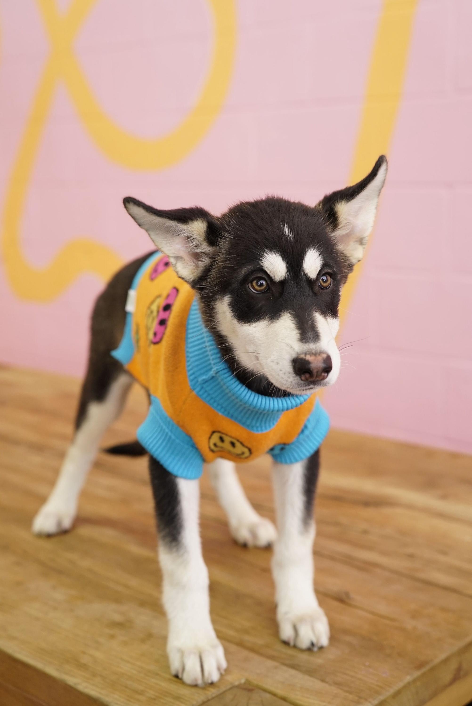 Scrappy, a Adoptable Husky in Pasadena, CA image 2/4