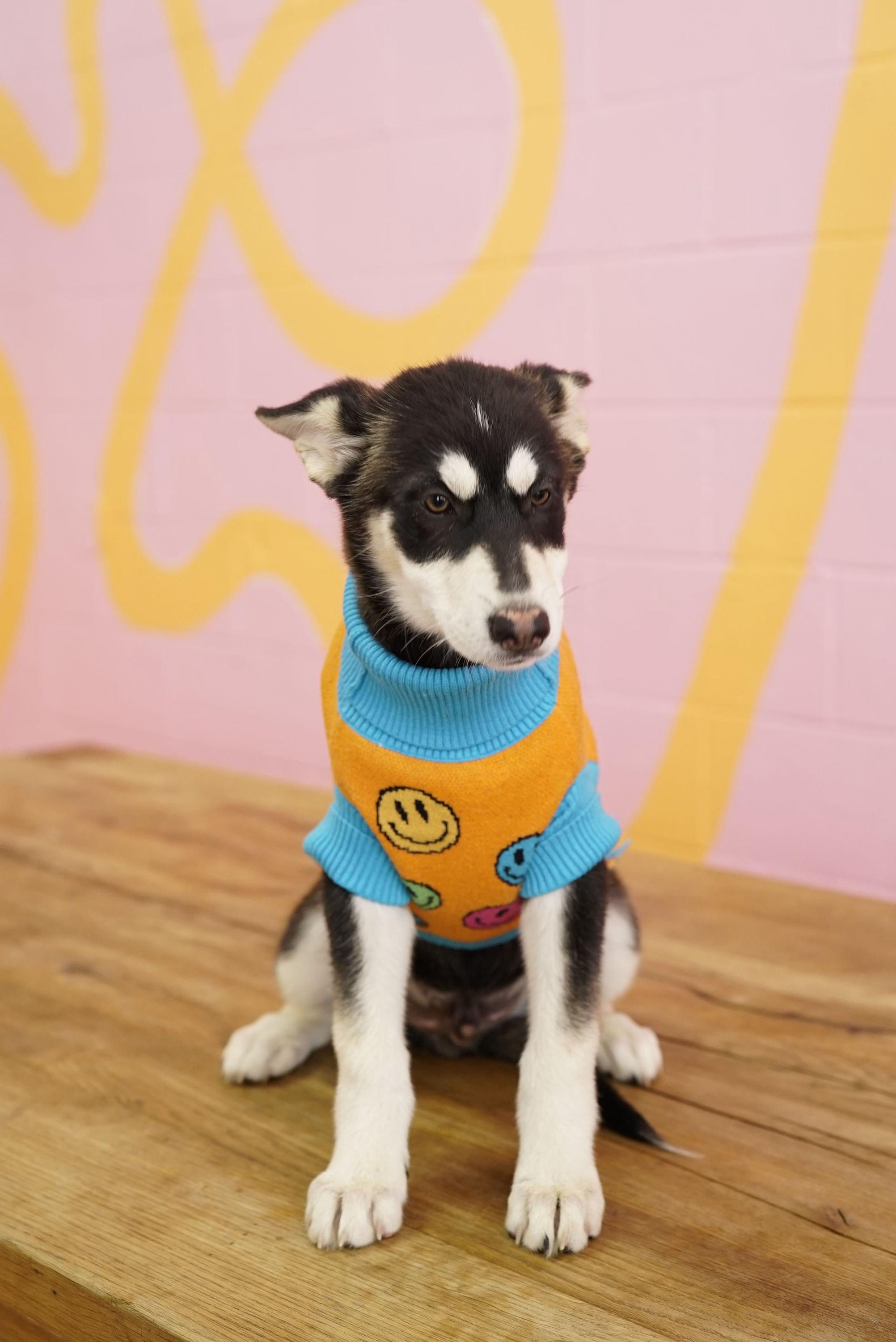 Scrappy, Adoptable, Puppy Male Husky.