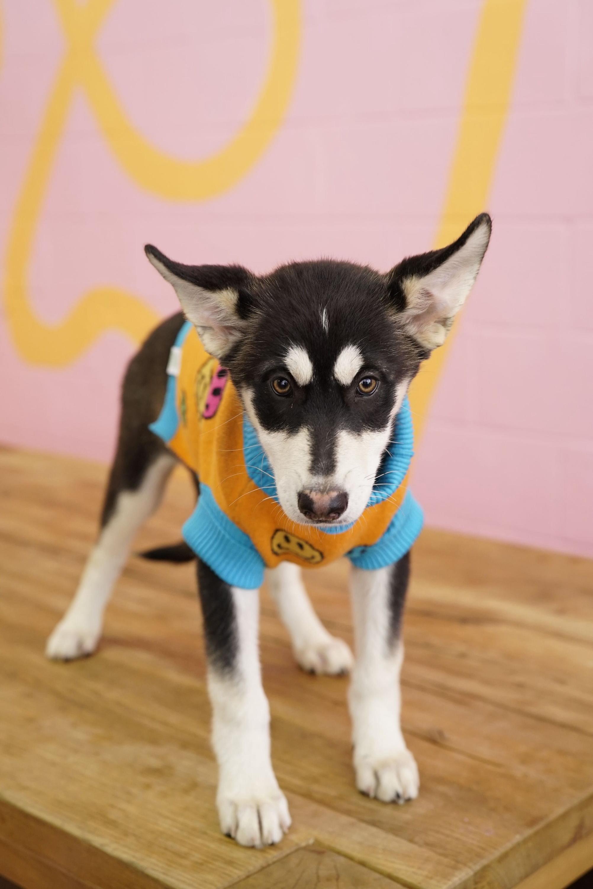 Scrappy, a Adoptable Husky in Pasadena, CA image 3/4