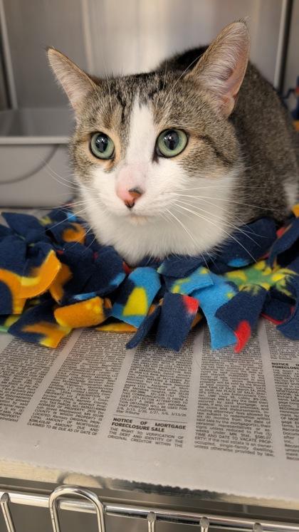 Enlarge Mittens, a ADOPTABLE Domestic Short Hair in Buffalo, MN image 1/1