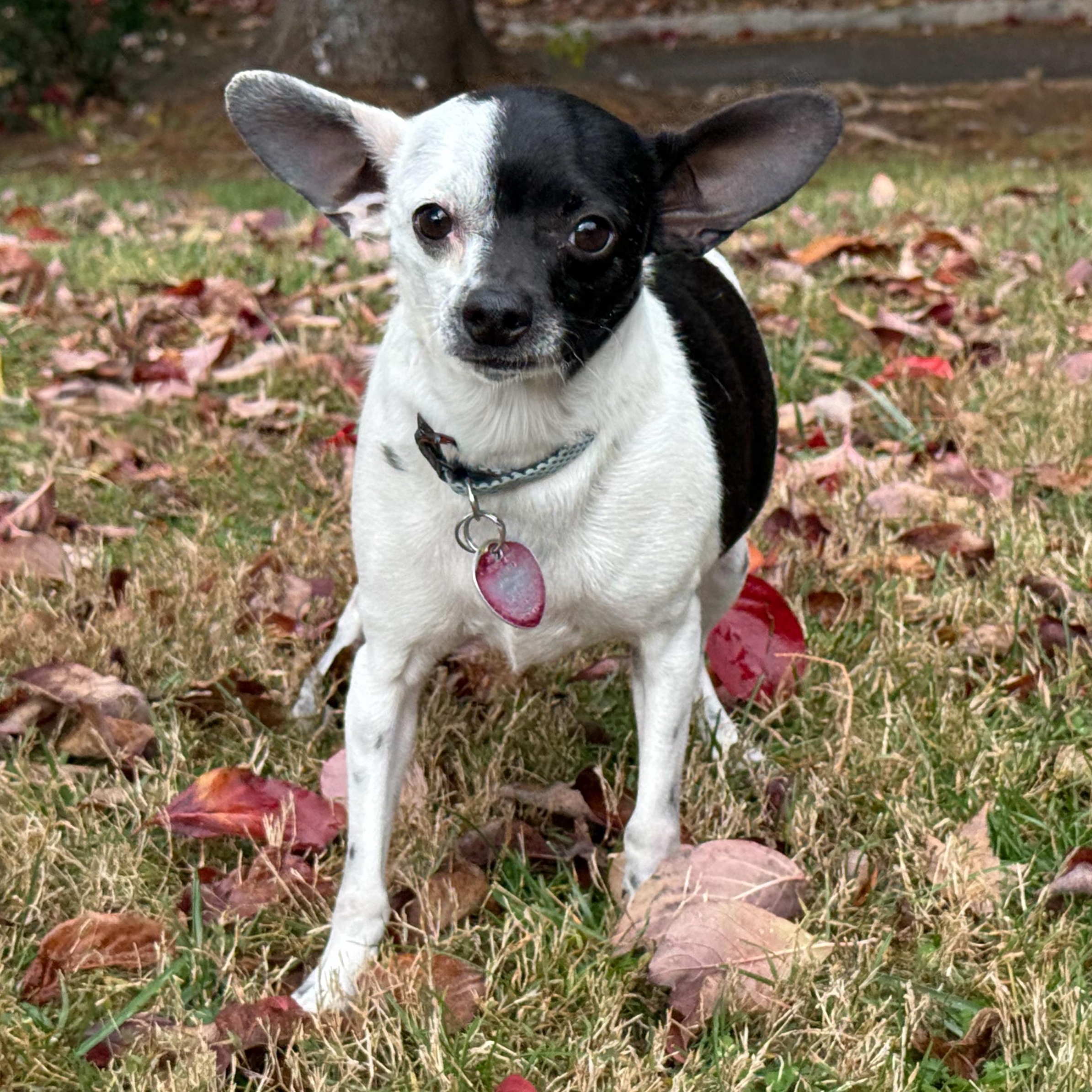 Enlarge Ren, an adopted mixed breed in Latrobe, PA image 5/6