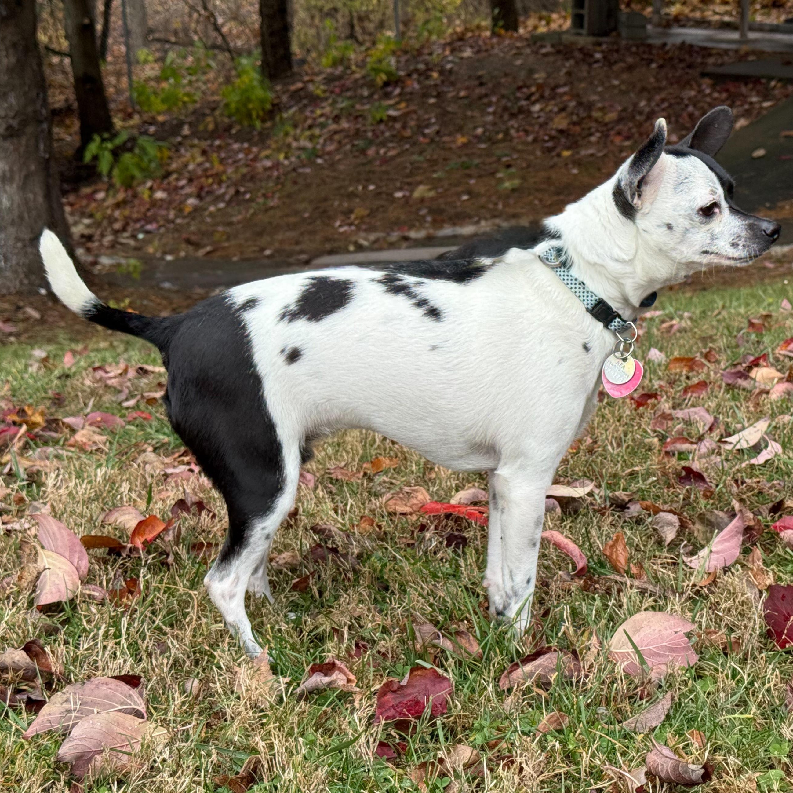 Enlarge Ren, an adopted mixed breed in Latrobe, PA image 6/6