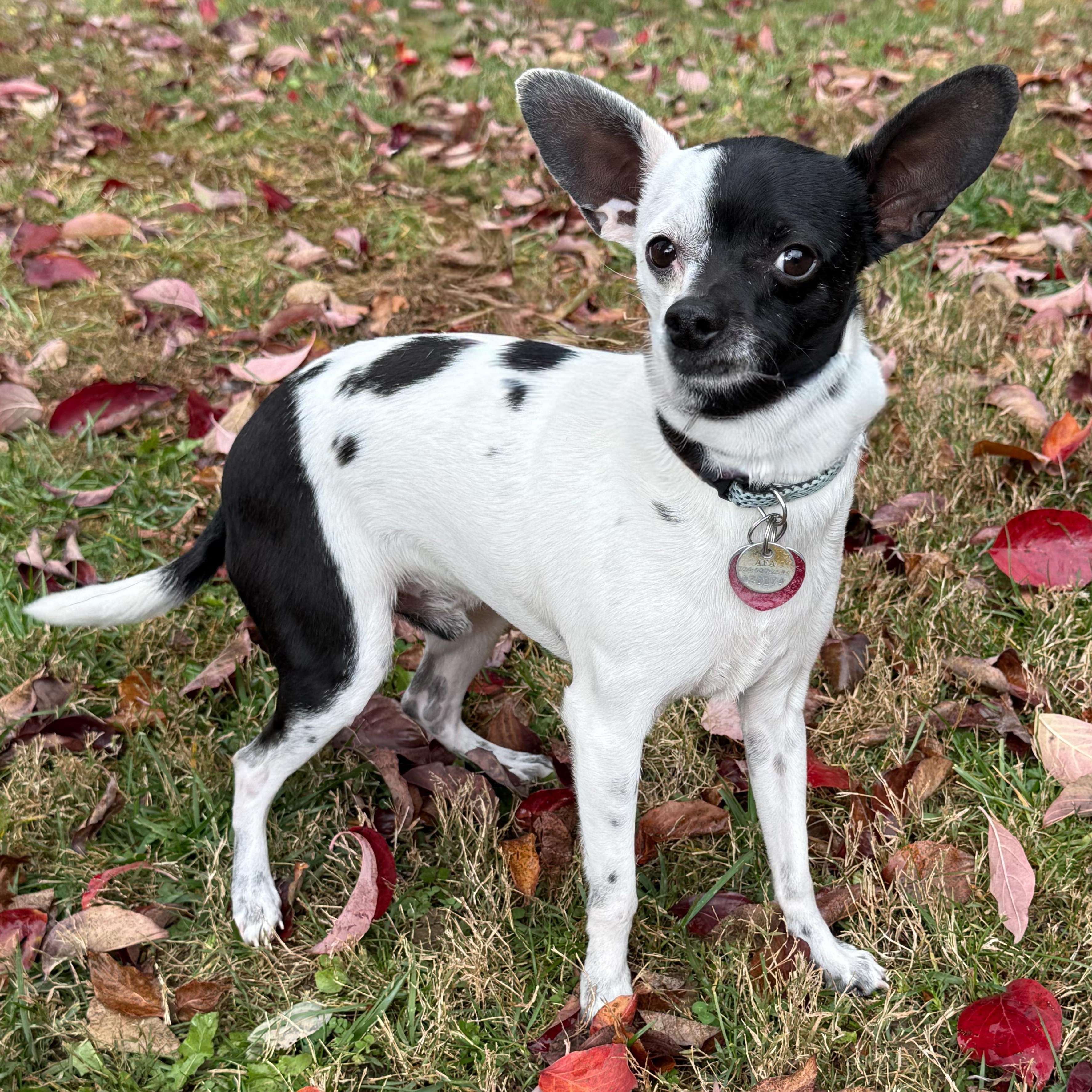 Enlarge Ren, an adopted mixed breed in Latrobe, PA image 3/6