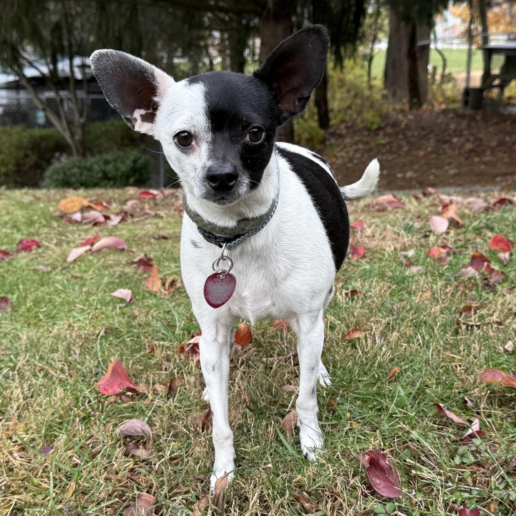 Enlarge Ren, an adopted mixed breed in Latrobe, PA image 2/6