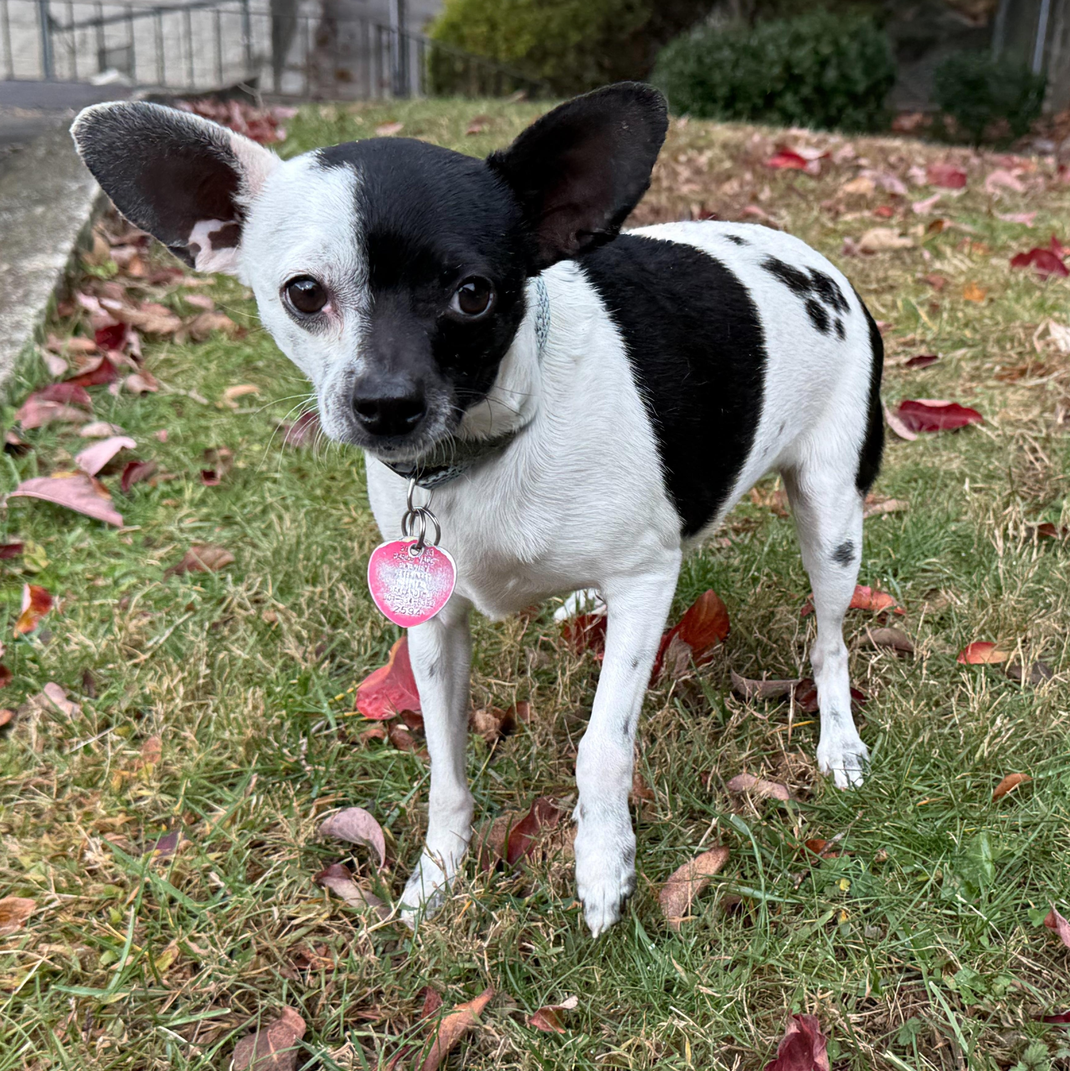 Enlarge Ren, an adopted mixed breed in Latrobe, PA image 1/6