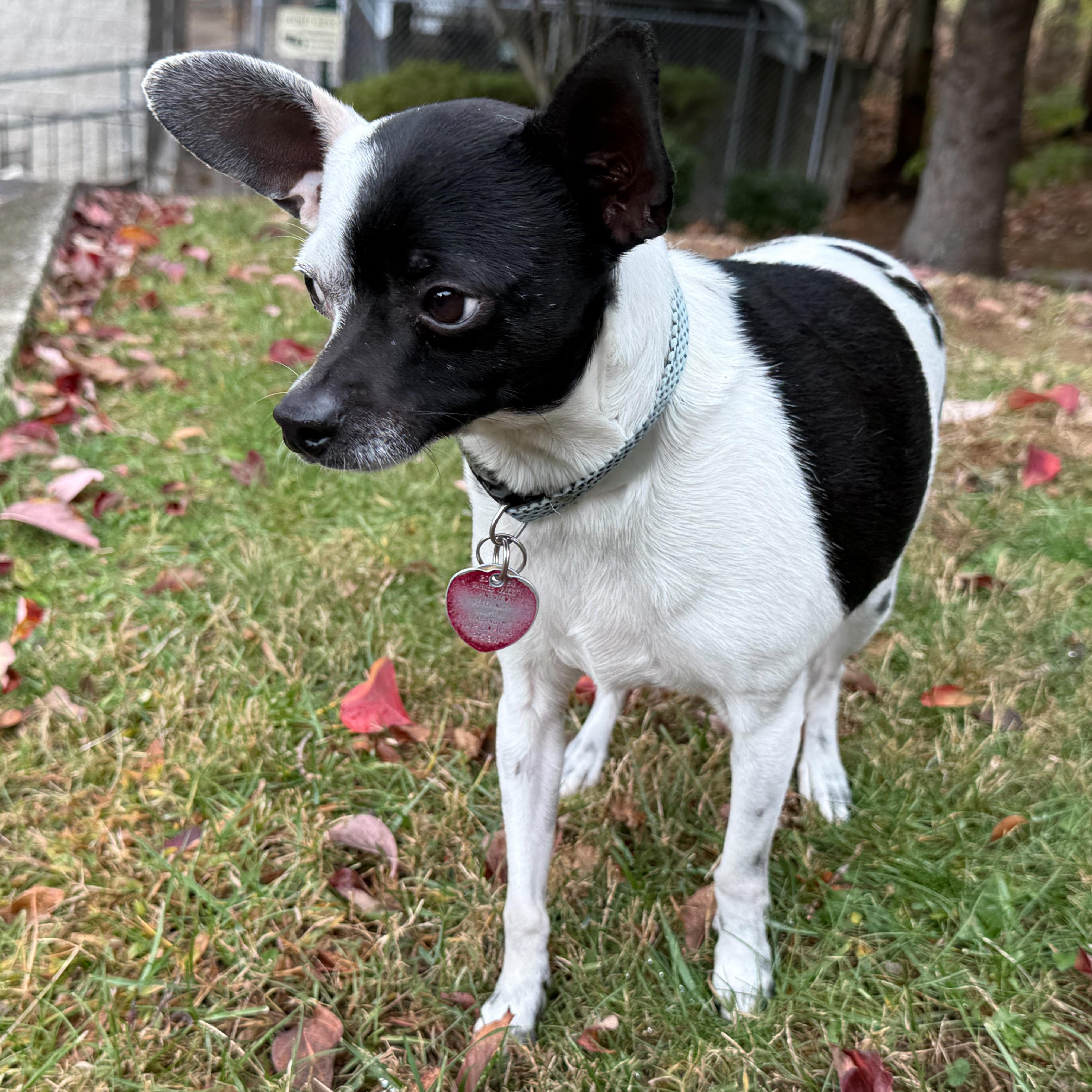 Enlarge Ren, an adopted mixed breed in Latrobe, PA image 4/6