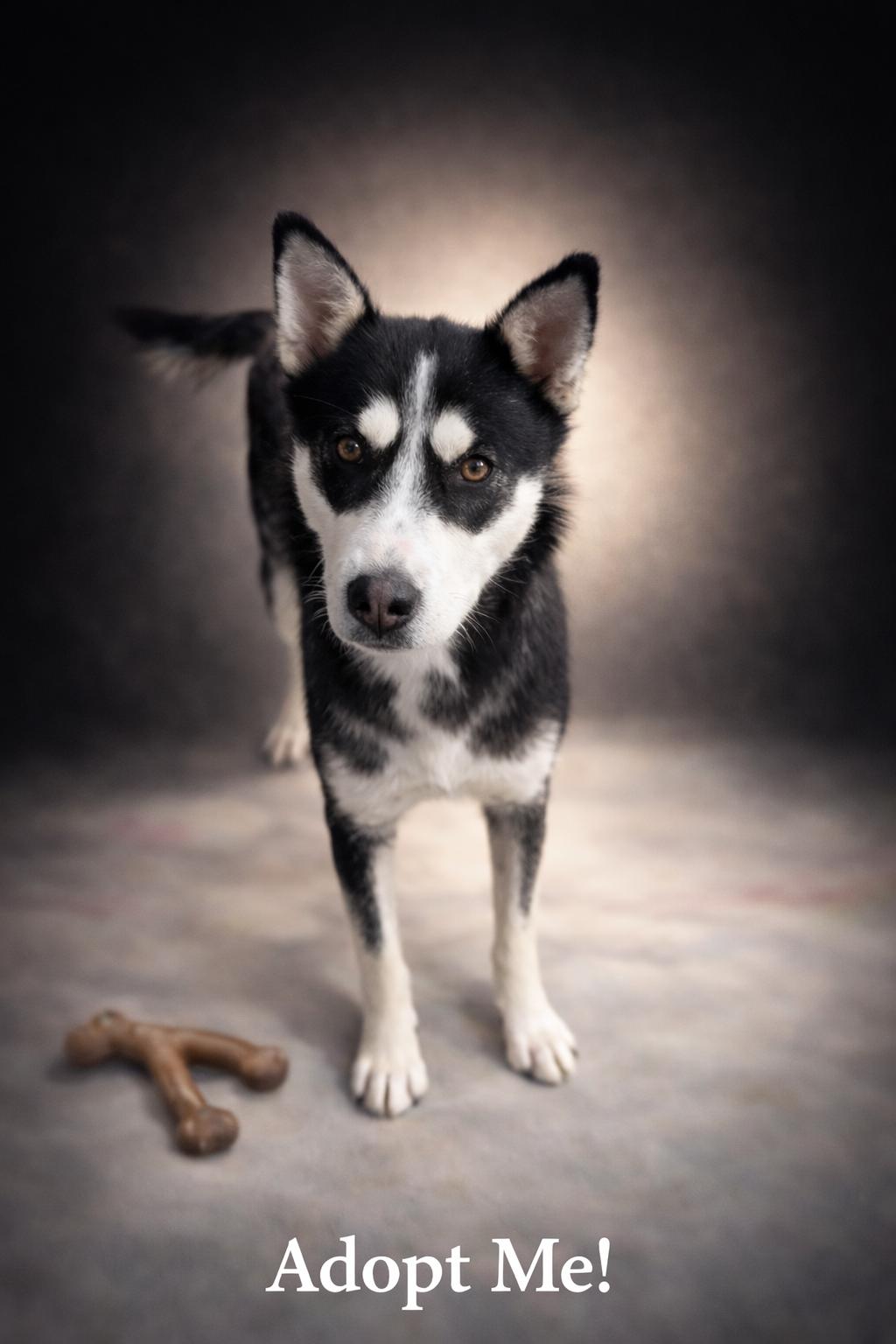 Enlarge Makita , a Adoptable mixed breed in Cheyenne, WY image 1/2