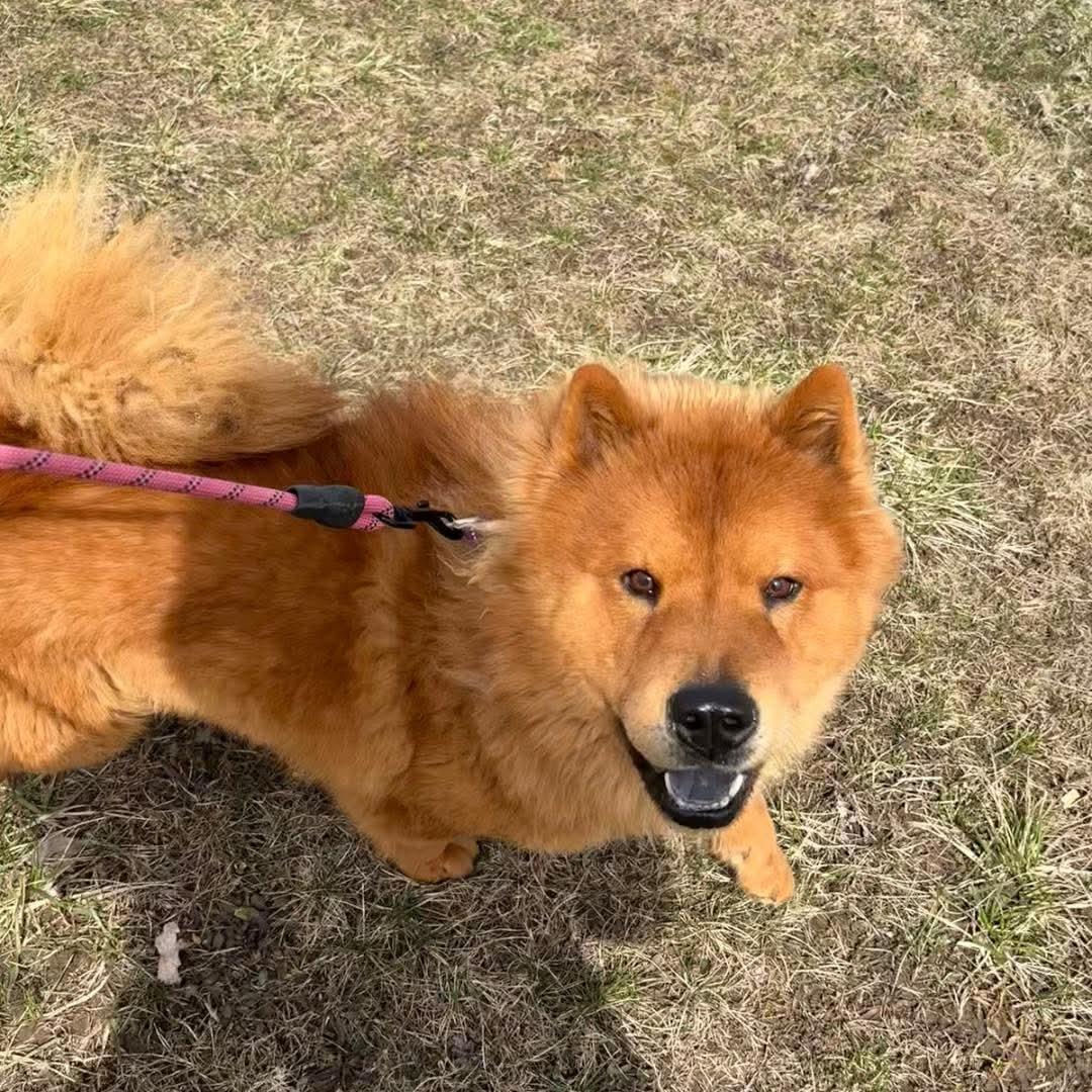 Enlarge Mushu, a ADOPTABLE Chow Chow in Syracuse, NY image 1/2
