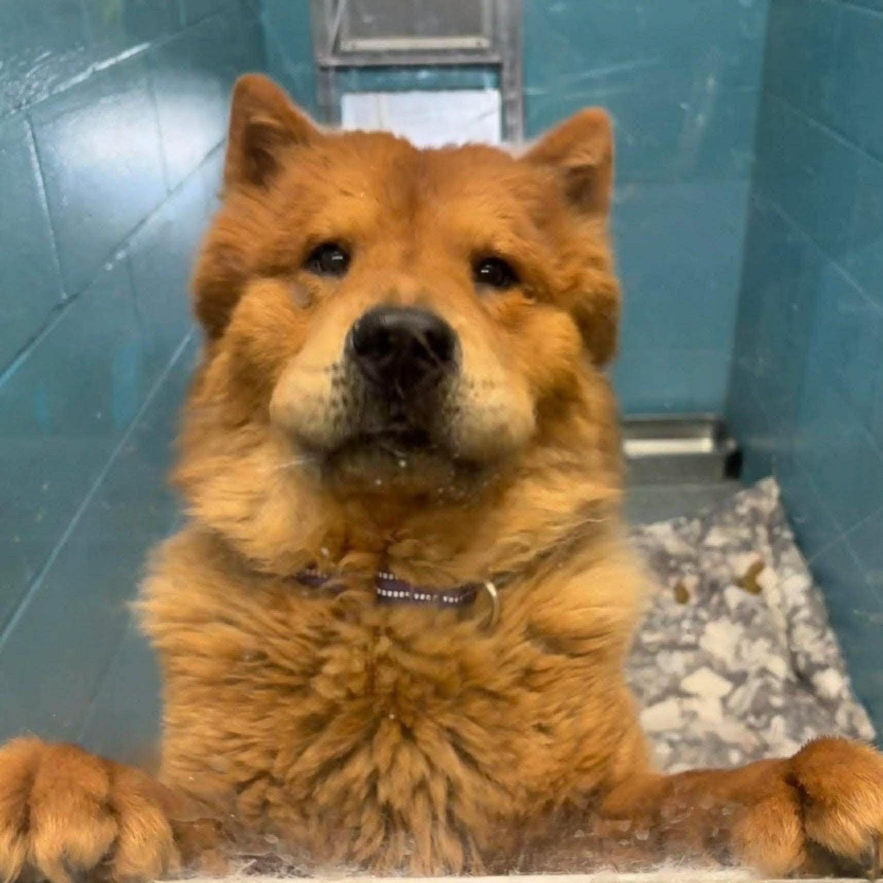 Enlarge Mushu, a ADOPTABLE Chow Chow in Syracuse, NY image 2/2