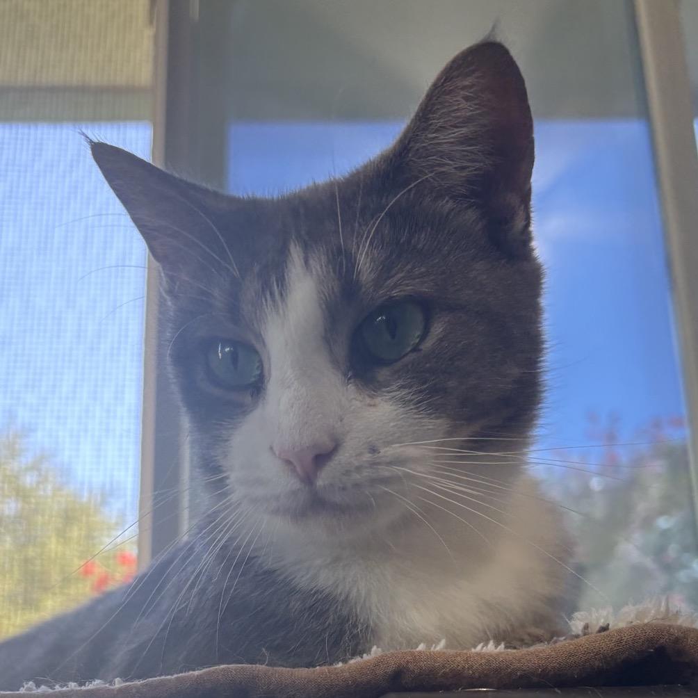 Cereal, Adoptable, Adult Female Domestic Short Hair.