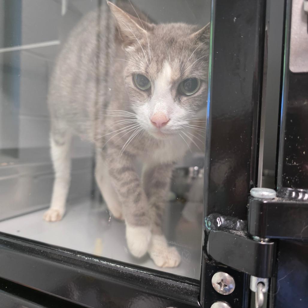 Enlarge Cereal, a Adoptable Domestic Short Hair in Columbus, NC image 2/5