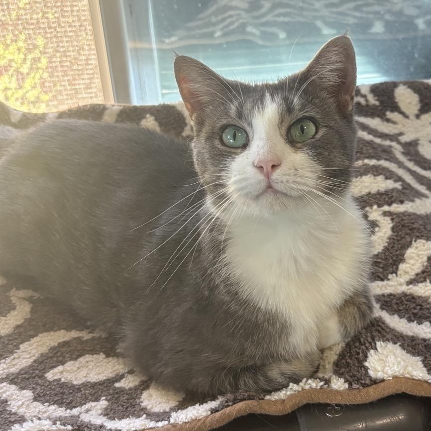 Enlarge Cereal, a Adoptable Domestic Short Hair in Columbus, NC image 3/5