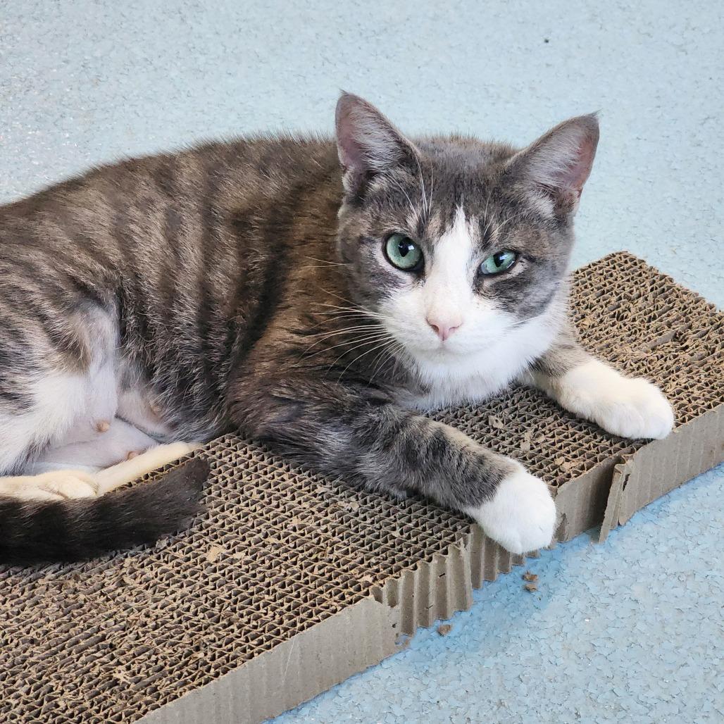 Enlarge Cereal, a Adoptable Domestic Short Hair in Columbus, NC image 4/5