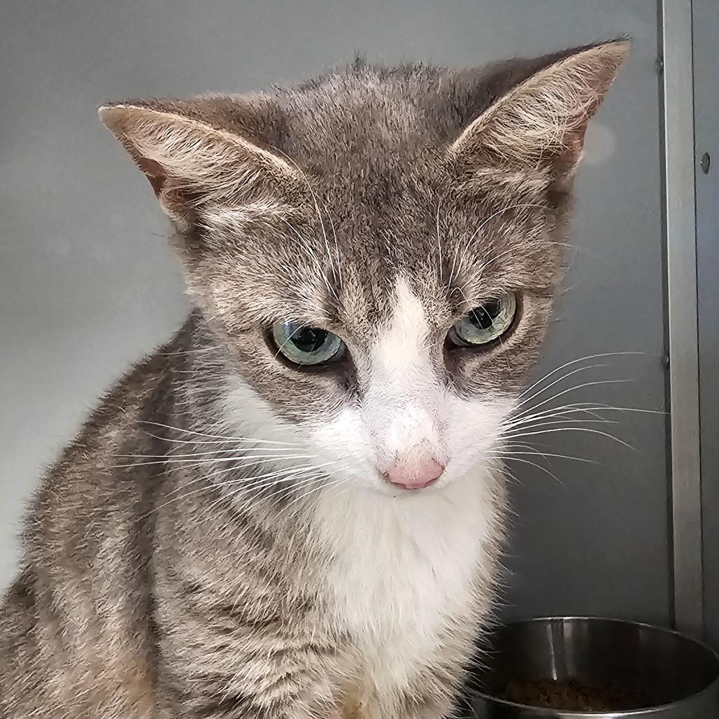 Enlarge Cereal, a Adoptable Domestic Short Hair in Columbus, NC image 5/5