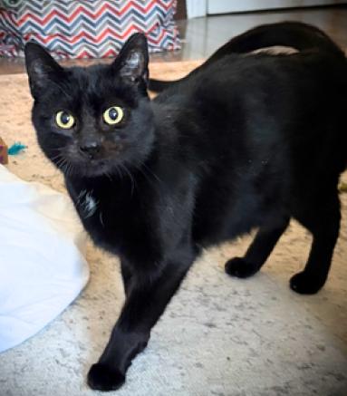 Enlarge Sabrina , a ADOPTABLE American Shorthair in Union City, NJ image 5/5