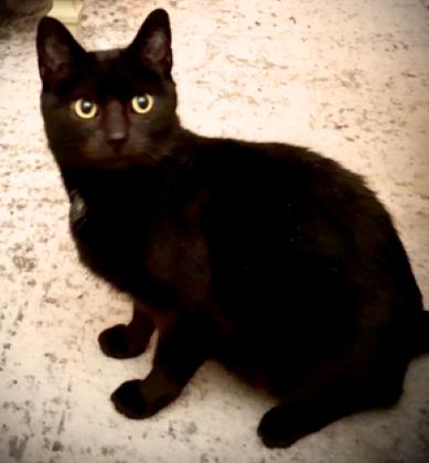 Enlarge Sabrina , a ADOPTABLE American Shorthair in Union City, NJ image 3/5