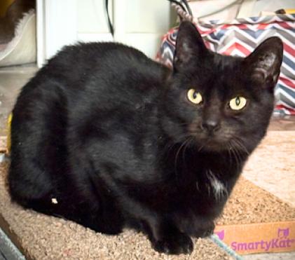 Sabrina , ADOPTABLE, Young Female American Shorthair.