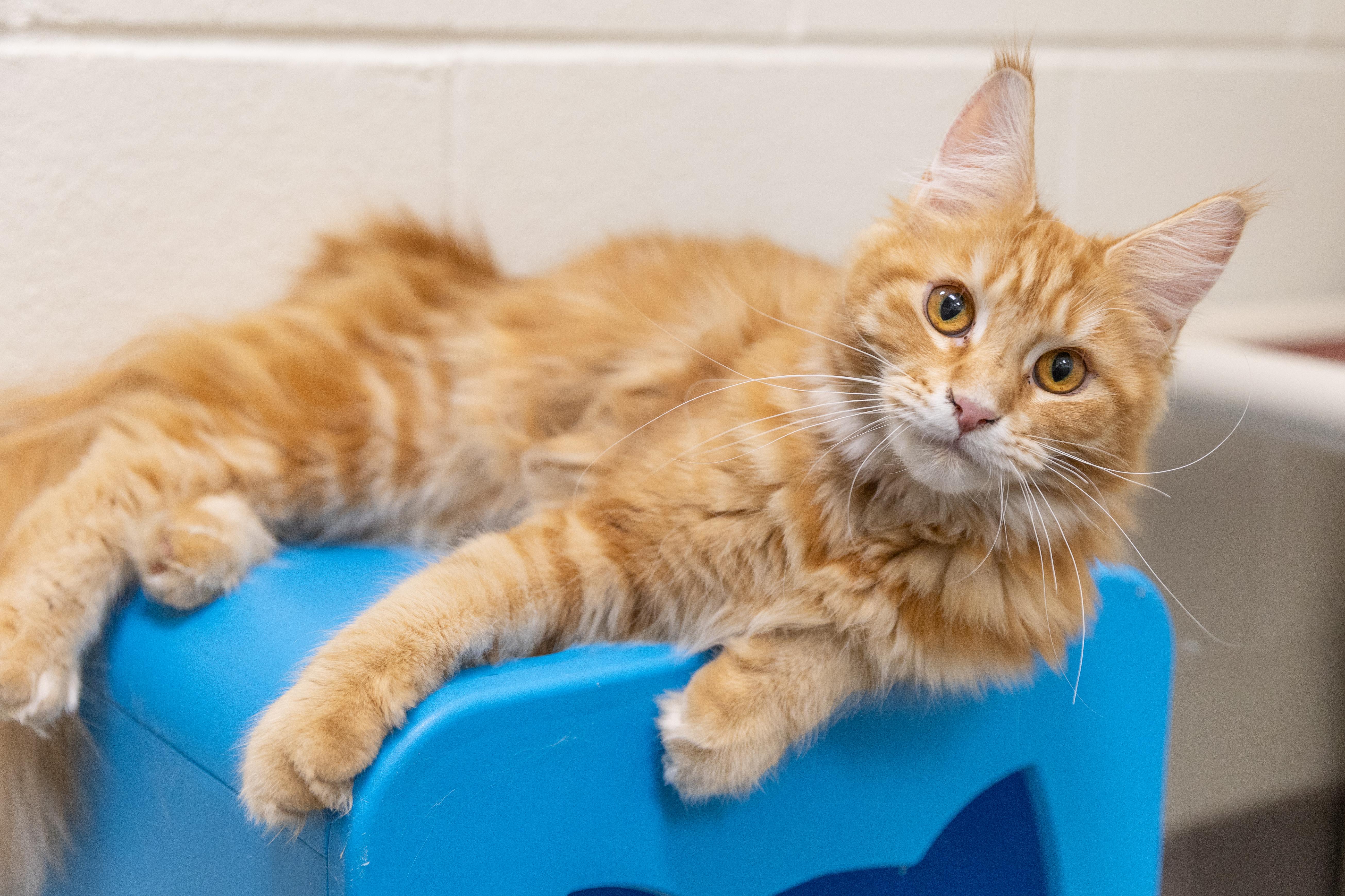 WV - Phoenix (MCR), Adopted, Adult Female Maine Coon.