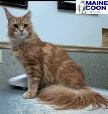 WV - Phoenix (MCR), a Adopted Maine Coon in Mount Lookout , WV image 2/2
