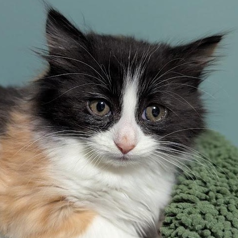 Enlarge Velma Dinkley, an adopted mixed breed in Knox, PA image 1/1