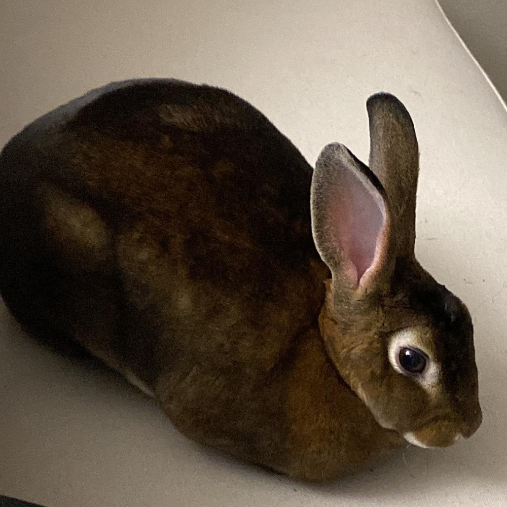 Juniper, a Adoptable Mini Rex in Miami, FL image 1/6