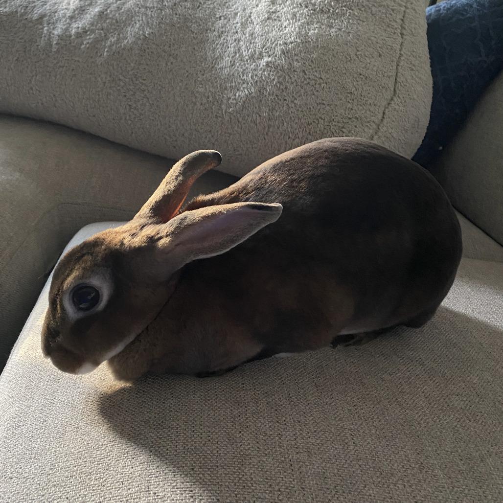 Juniper, a Adoptable Mini Rex in Miami, FL image 2/6
