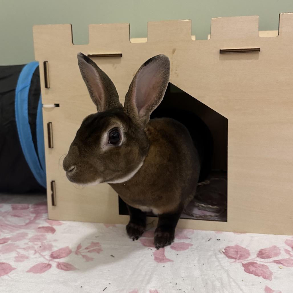 Juniper, a Adoptable Mini Rex in Miami, FL image 3/6