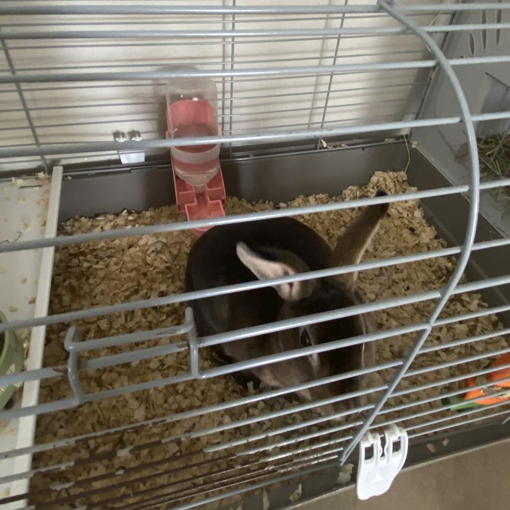 Juniper, a Adoptable Mini Rex in Miami, FL image 4/6