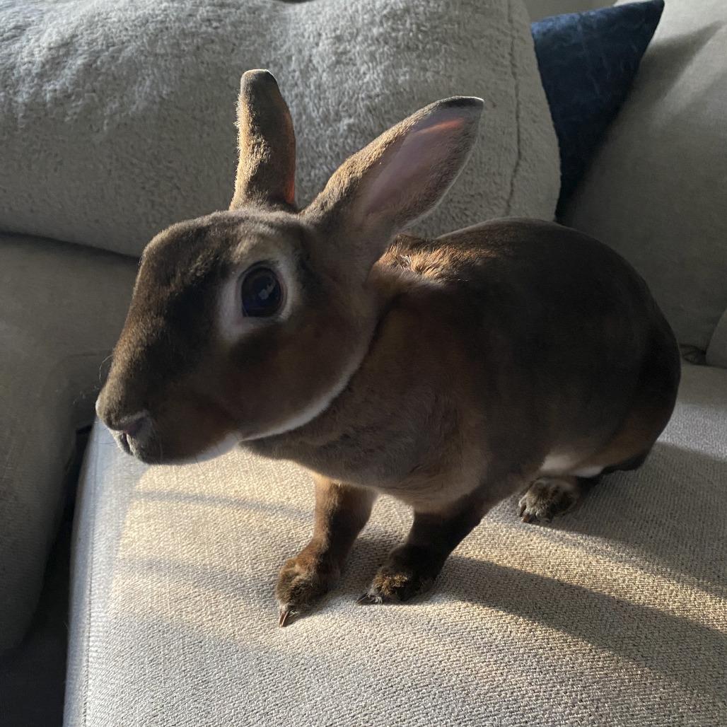 Juniper, a Adoptable Mini Rex in Miami, FL image 5/6