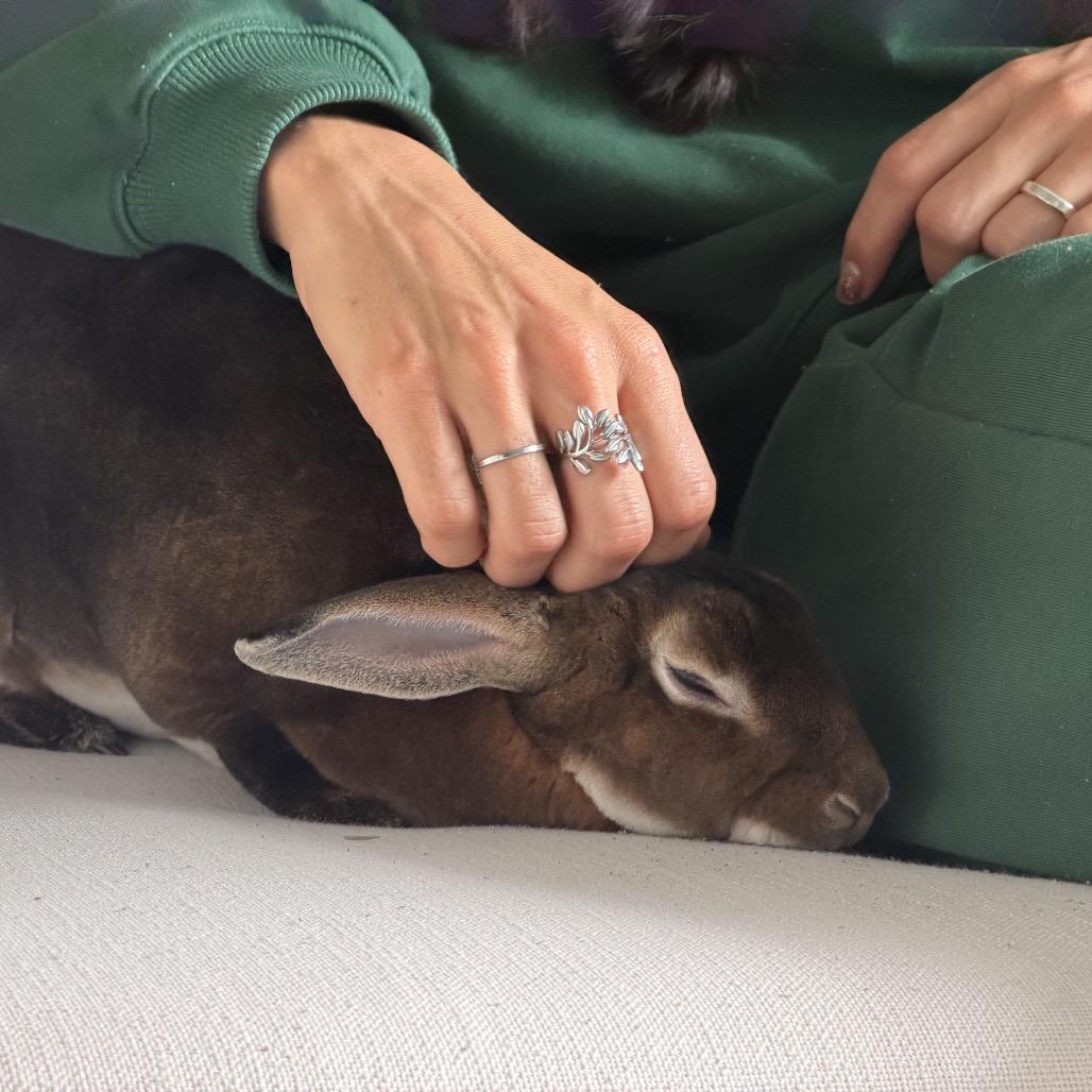 Juniper, a Adoptable Mini Rex in Miami, FL image 6/6