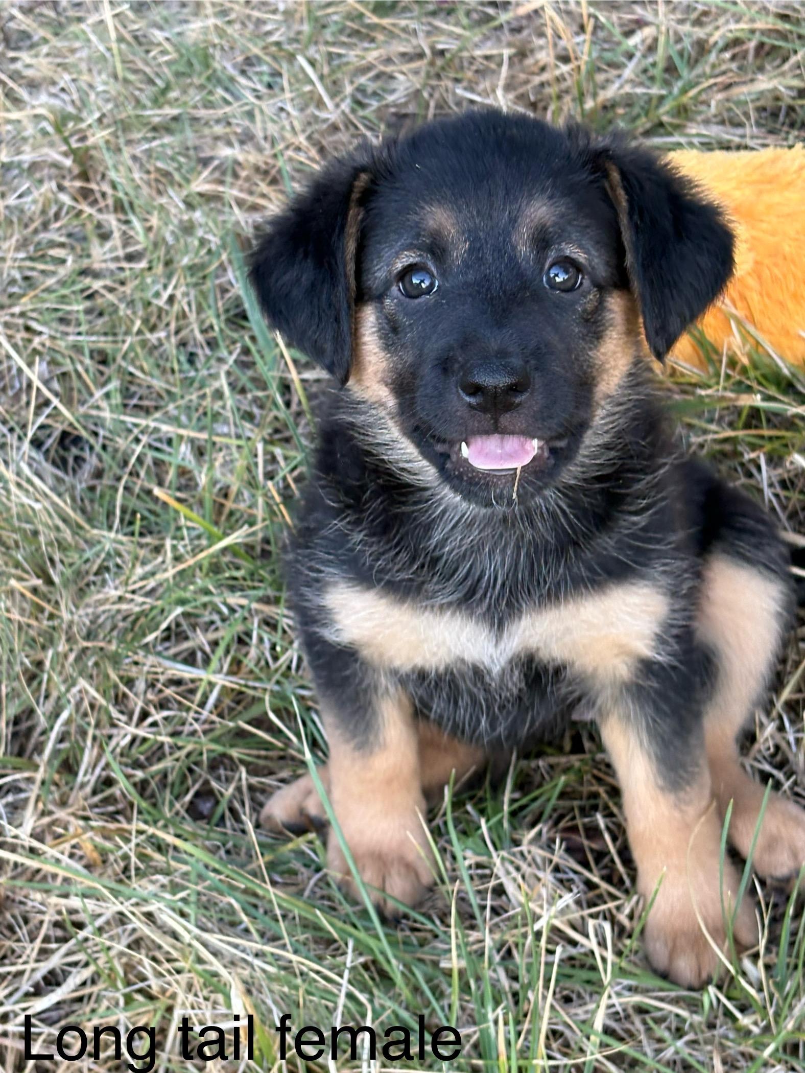 Enlarge Zela, a Adopted mixed breed in Red Bluff, CA image 1/3