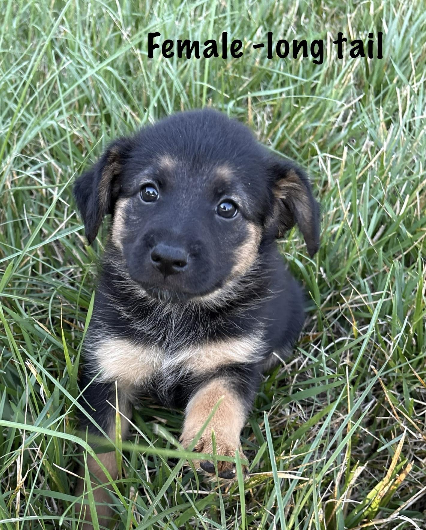 Enlarge Zela, a Adopted mixed breed in Red Bluff, CA image 2/3