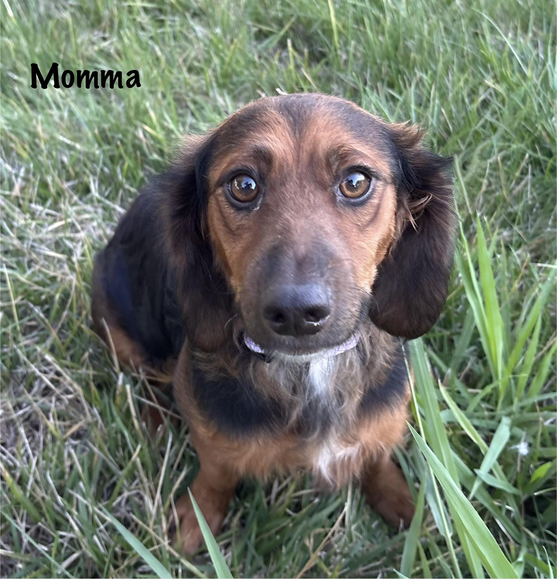 Enlarge Zela, a Adopted mixed breed in Red Bluff, CA image 3/3