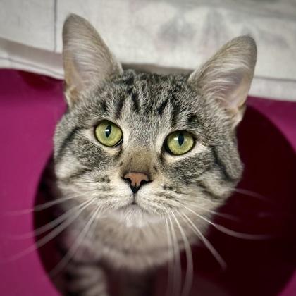 Bubs, Adoptable, Adult Male Domestic Short Hair & Domestic Short Hair.