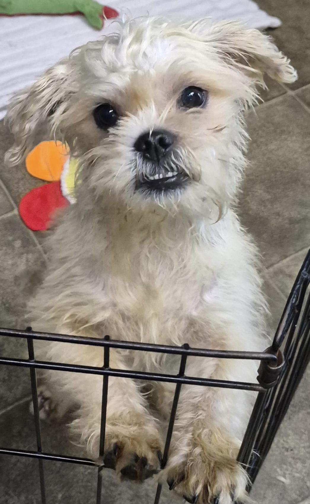 Sparkie, Adoptable, Puppy Male Shih Tzu & Pug.