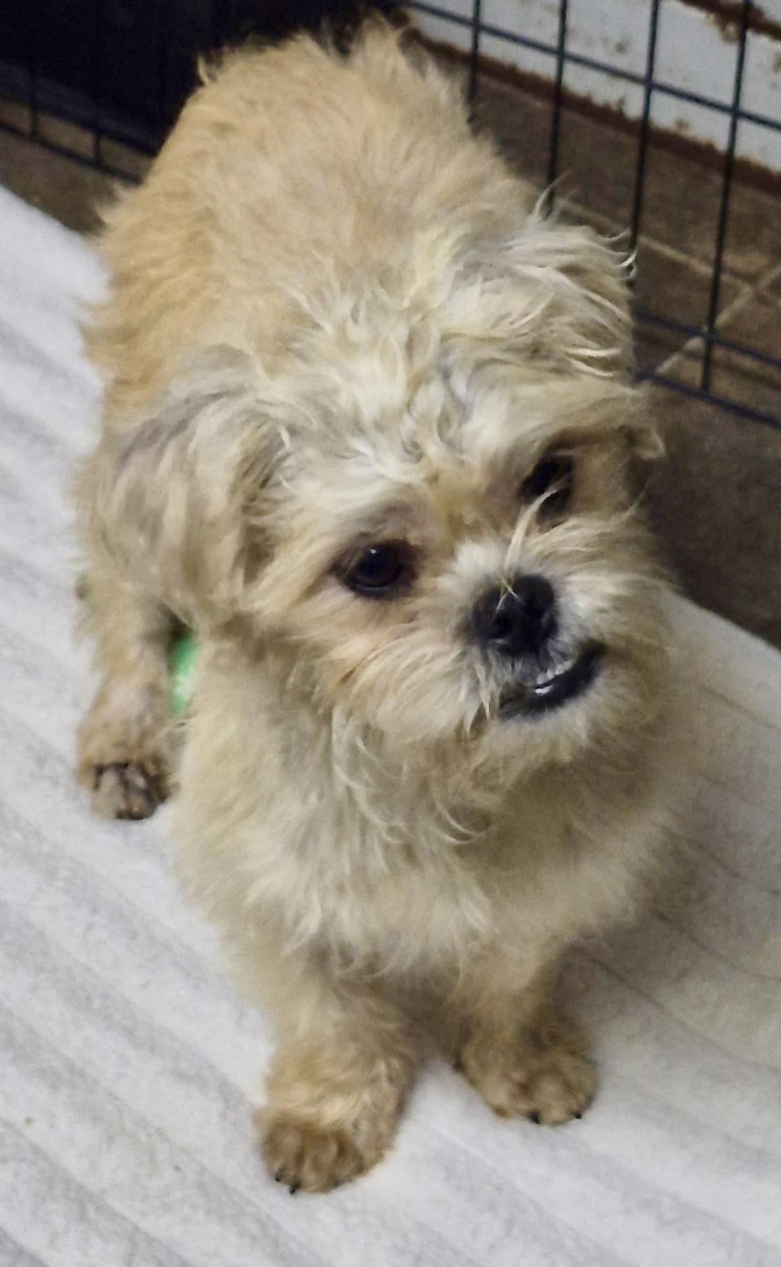 Enlarge Sparkie, a Adoptable mixed breed in Los Angeles, CA image 3/4