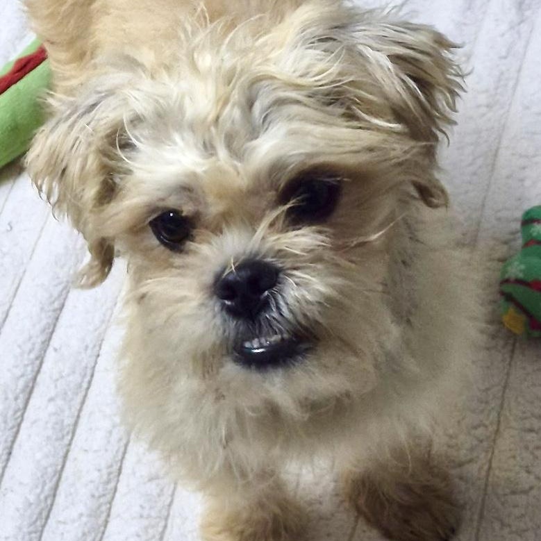 Enlarge Sparkie, a Adoptable mixed breed in Los Angeles, CA image 2/4