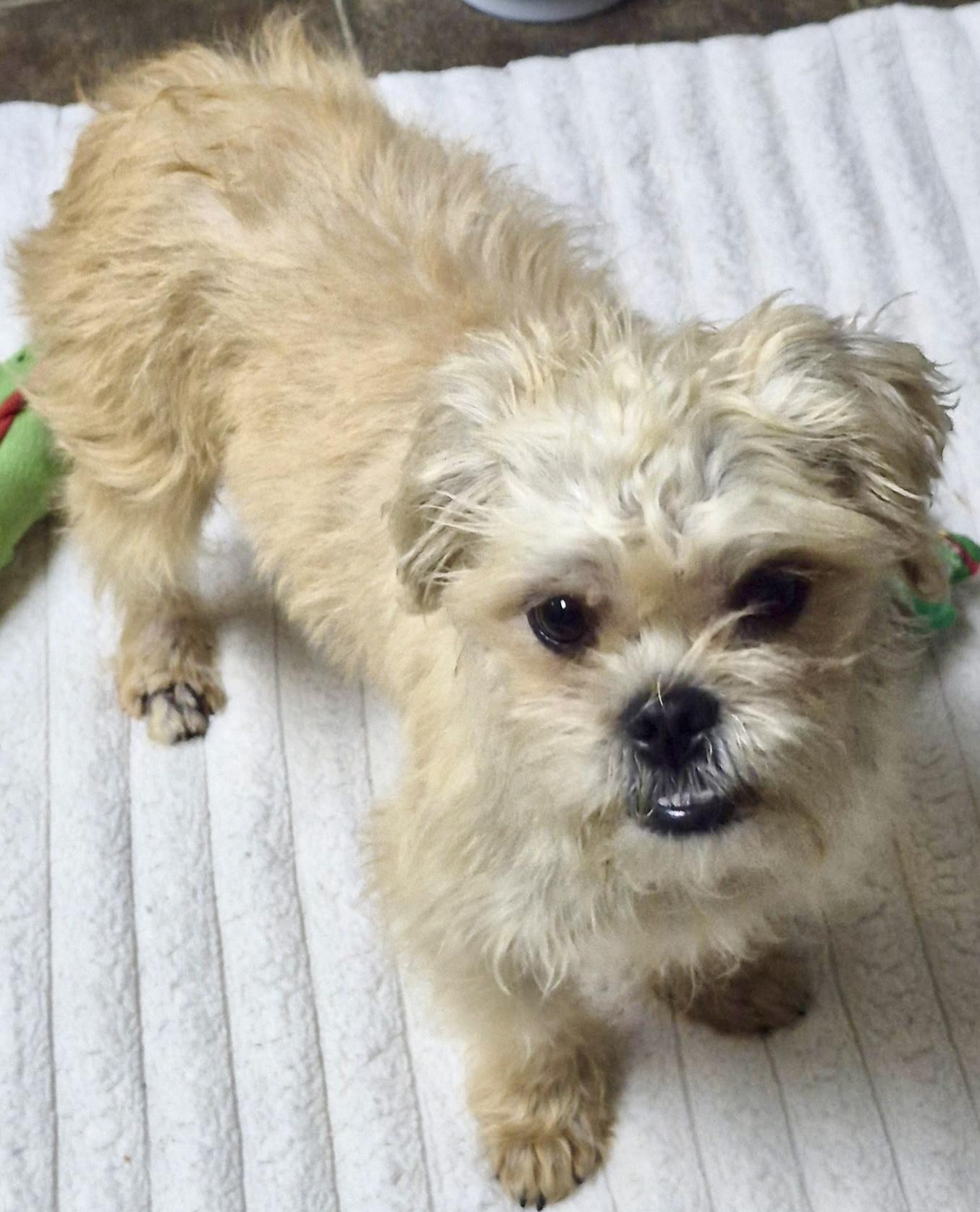 Enlarge Sparkie, a Adoptable mixed breed in Los Angeles, CA image 4/4