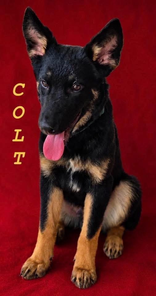Colt - photo 1