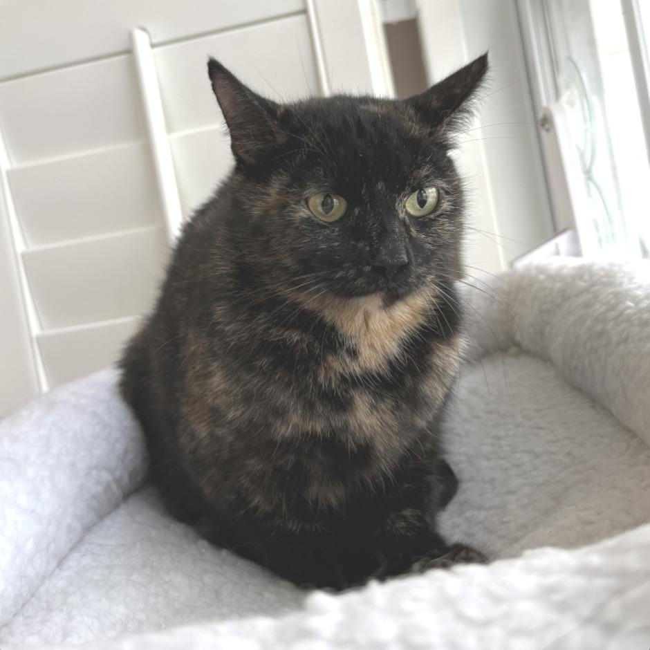 Bear, Adoptable, Young Female Domestic Short Hair.