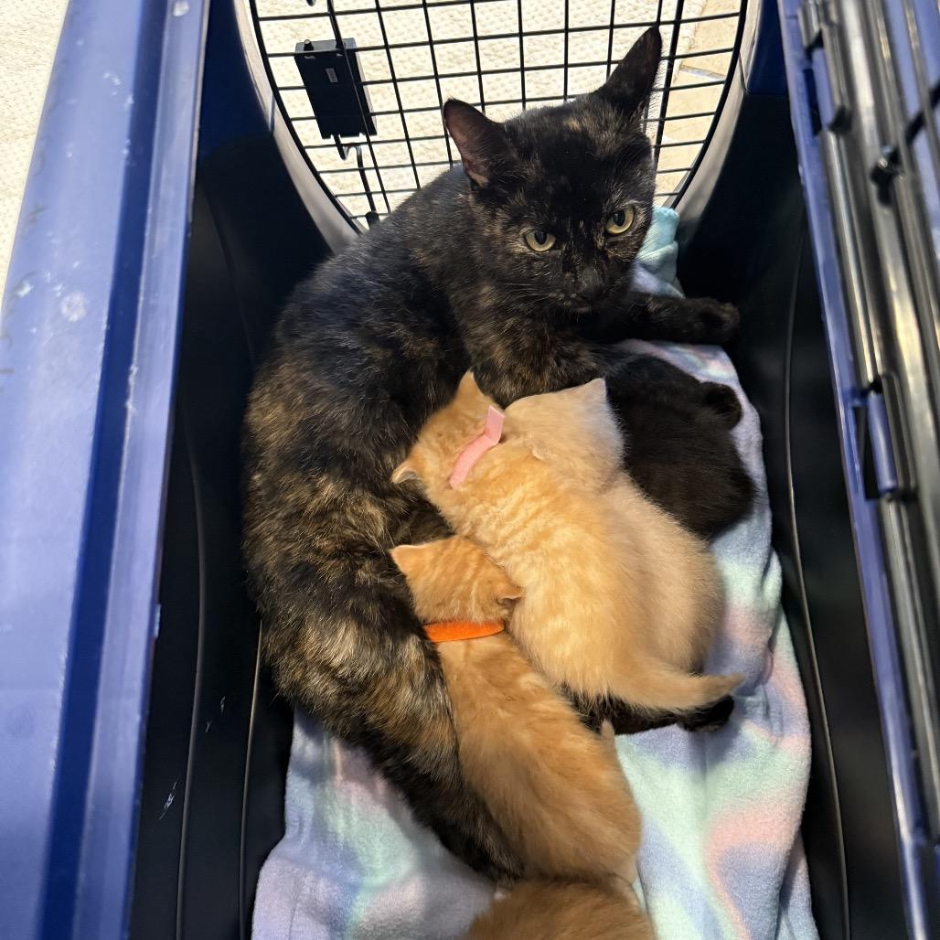 Enlarge Bear, a Adoptable Domestic Short Hair in Chattanooga, TN image 2/6