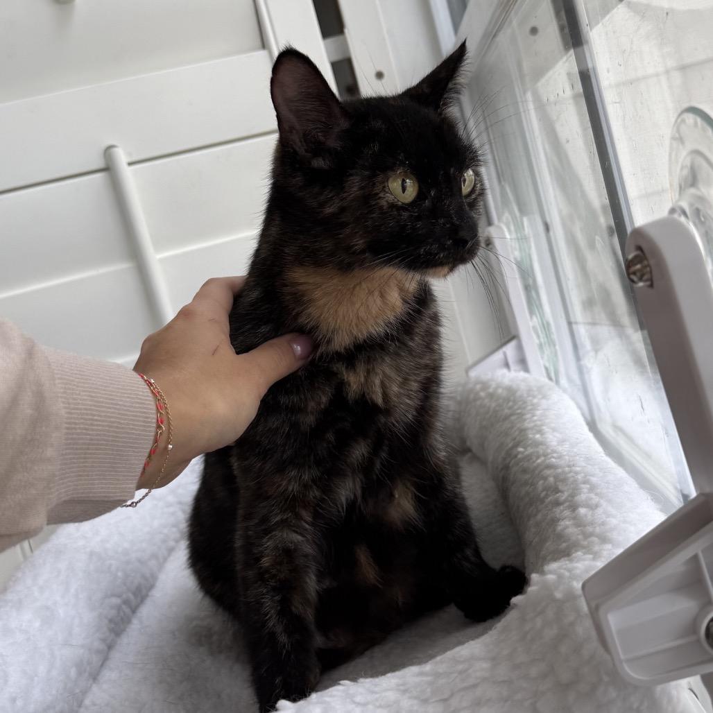 Enlarge Bear, a Adoptable Domestic Short Hair in Chattanooga, TN image 3/6