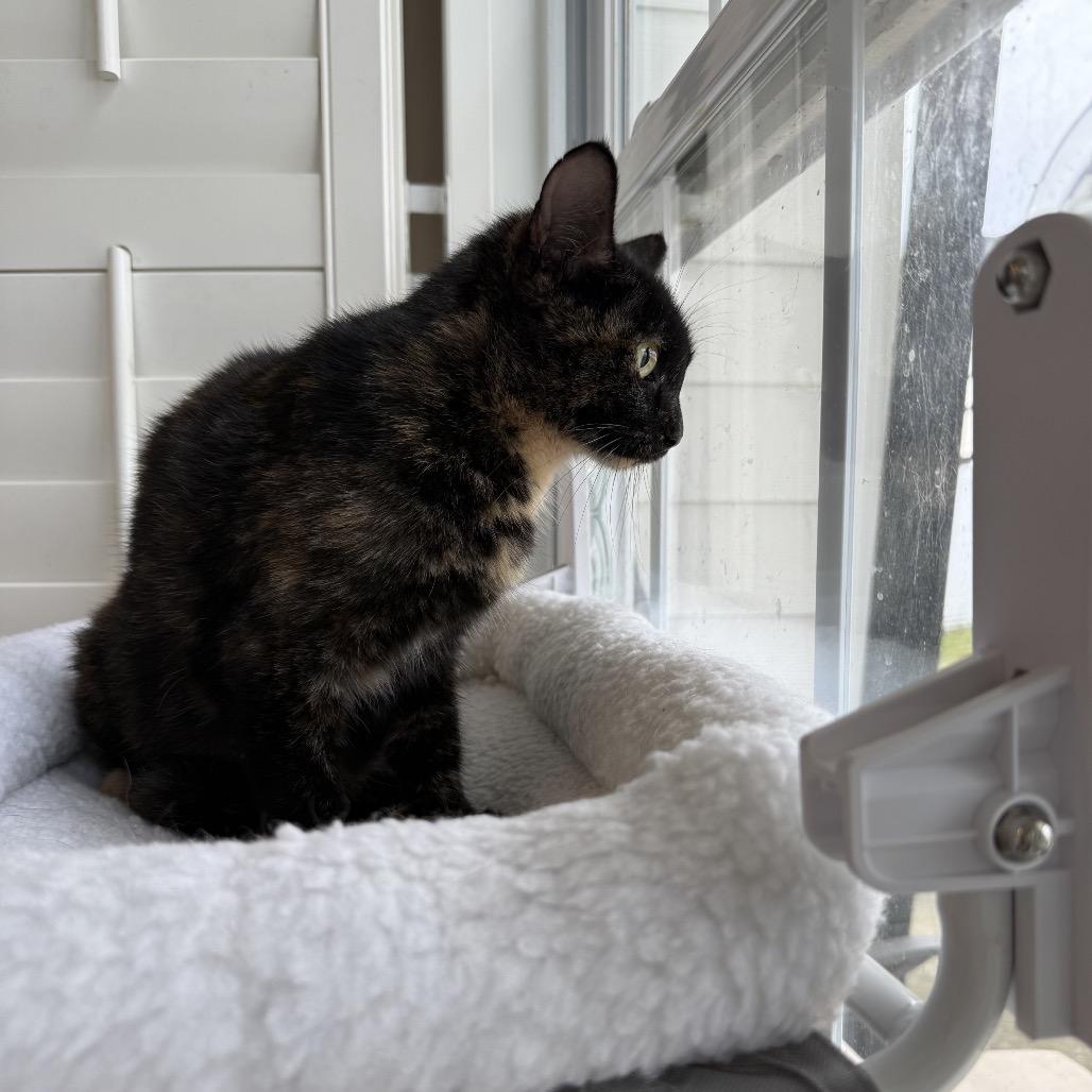 Enlarge Bear, a Adoptable Domestic Short Hair in Chattanooga, TN image 4/6